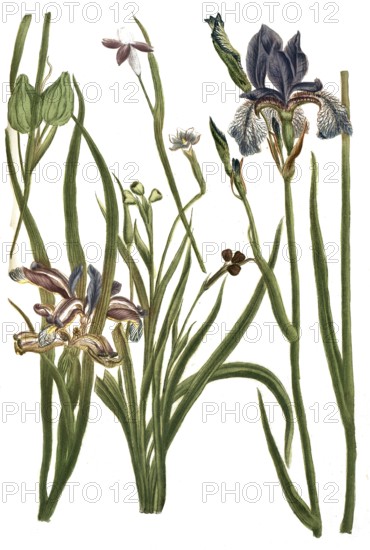 Iris prunum, Iris tenuifolia, Iris phalangoides, Iris graminea, species of iris, Iris, plant genus in the subfamily Iridoideae in the iris family, iris, Historical, digitally restored reproduction from a 19th century original
