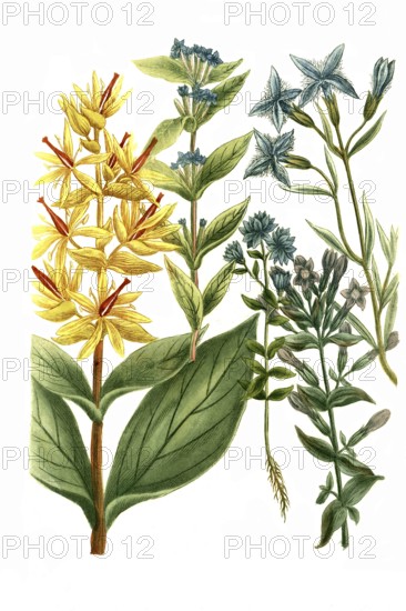 Gentian, various plants of the genus Gentiana, Gentiana cruciata, major lutea, pratensis, autumnalis, historical, digitally restored reproduction from a 19th century original