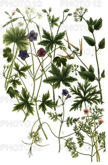 Various species of geranium, a. Geranium althaea, b. Geranium apulum odorum, c. Geranium batrachoides, d. Geranium tuberosu majus, e. Geranium batrachoides, f. Geranium africanum, g. Geranium africanum alchimilla, h. Geranium africanum coriandri, Historical, digitally restored reproduction from a 19th century original