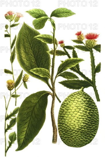 Jackfruit tree, Artocarpus heterophyllus, Jaca, austriaca, cynoides, sicula, Historical, digitally restored reproduction from a 19th century original
