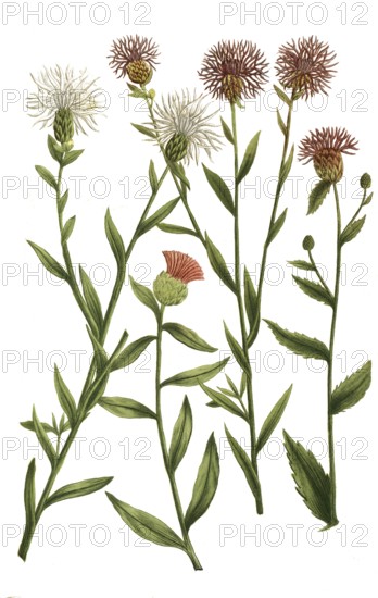 A. Jacea nigra pratensis, knapweed, b. Jacea nigra pratensis latifolia, c. Jacea nigra vulgaris capitata, d. Jacea nigra pratensis lacinata, Historic, digitally restored reproduction from a 19th century original