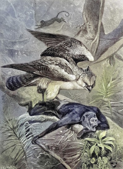 Sparrows, Accipiter nisus, being attacked by a Chamek monkey, original drawing by C. von Dombrowski, illustration, published 1890, reproduction, digitally enhanced, Historical