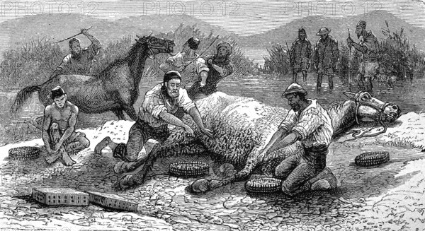 Catching leeches with a horse, illustration from 1894, reproduction, digitally enhanced, historical