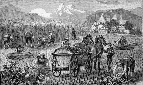 Harvest of maize, corn, in the Bavarian Alps, Bavaria, Germany, mowing and loading, agriculture, illustration from 1894, reproduction, digitally enhanced, historical