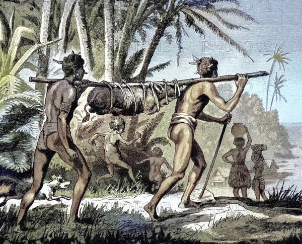 Transport of a live pig to market in New Guinea, Agriculture, Natives, Illustration from 1894, Reproduction, digitally enhanced, Historical