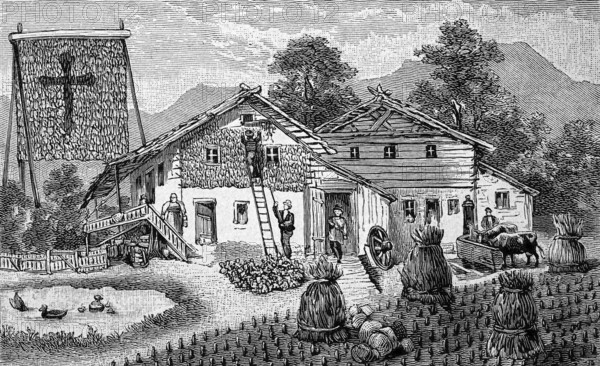 Harvest of corn, corn, in the Bavarian Alps, Bavaria, Germany, bundle of stalks and hanging corncobs, agriculture, illustration from 1894, reproduction, digitally enhanced, historical