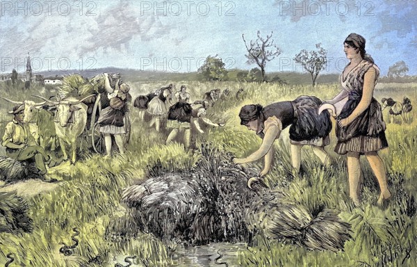 Rice harvest in the area of Monfalcone and Aquileja, the former coastal area of Austria, today Italy, illustration from 1894, reproduction, digitally enhanced, historical