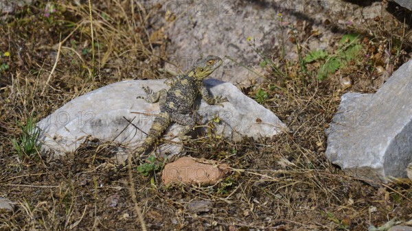 Lizard on a rock in a dry, overgrown environment, Asklipion, Asklepieion, healing temple, temple, Hippocrates, Kos, Dodecanese, Greek Islands, Greece