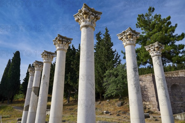 View of ancient columns with blossoming trees and blue sky in the background, Temple of Apollo, Corinthian Columns, Asklipion, Asklepieion, Healing Temple, Temple, Hippocrates, Kos, Dodecanese, Greek Islands, Greece