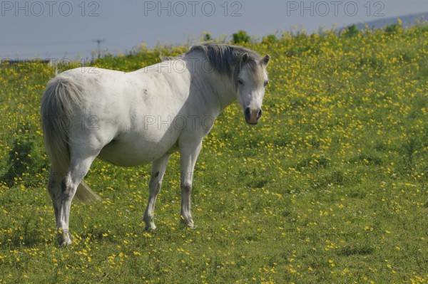 White horse on blooming meadow with yellow flowers in sunny weather, Curiosity, Benbecula, Hebrides, Scotland, Great Britain