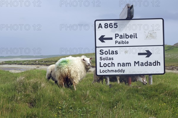 Sheep standing next to a road sign in a green meadow under a grey sky, North Uist, Hebrides, Scotland, United Kingdom
