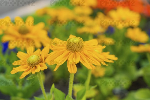Close-up of yellow flower blossoms in the summer garden, Merano, Italy