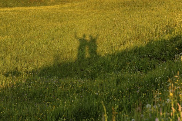 Shadow of people on a flowering meadow in the sunshine, Alpe di Siusi, Dolomites, South Tyrol, Italy