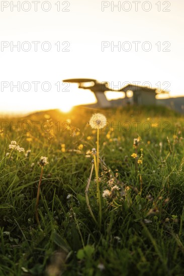 Dandelion in a meadow in the warm light of the sunset with blurred background, Alpe di Siusi, Dolomites, South Tyrol, Italy