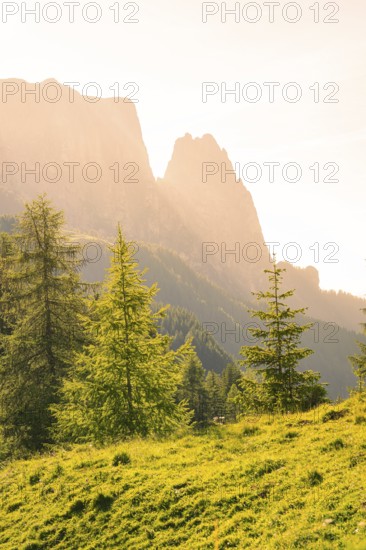 Illuminated trees in front of majestic mountains at sunrise, Alpe di Siusi, Dolomites, South Tyrol, Italy