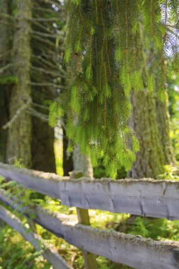 Hanging branches over an old fence in the forest, Alpe di Siusi, Dolomites, South Tyrol, Italy