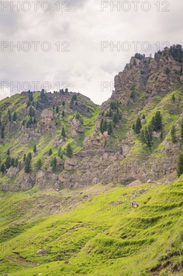 Green hills with rocks and pine trees under a cloudy sky, Alpe di Siusi, Dolomites, South Tyrol, Italy