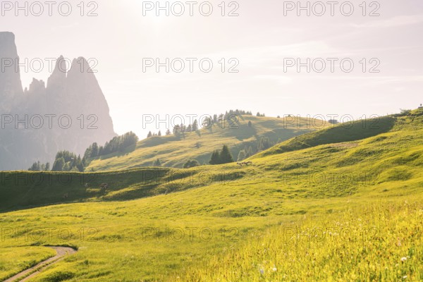 Wide green hills with scattered trees under bright sunshine next to steep rock faces, Alpe di Siusi, Dolomites, South Tyrol, Italy