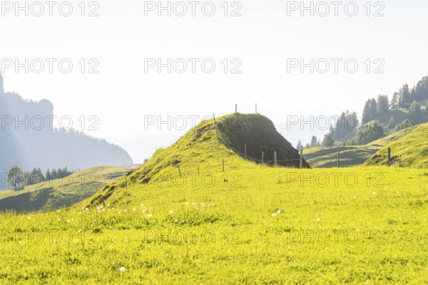 Gentle green hills under bright sunshine with scattered trees, Alpe di Siusi, Dolomites, South Tyrol, Italy