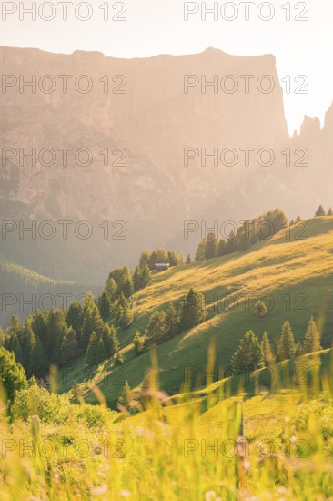 A sunlit mountain slope with green hills and trees in summer, Alpe di Siusi, Dolomites, South Tyrol, Italy