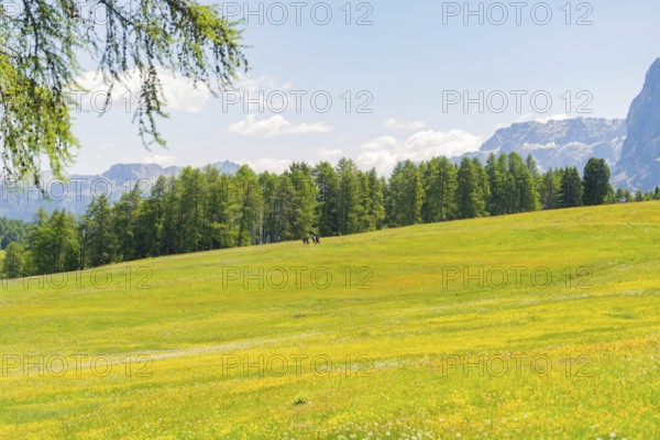 Wide, open meadow lined with trees and mountains in the background, Alpe di Siusi, Dolomites, South Tyrol, Italy