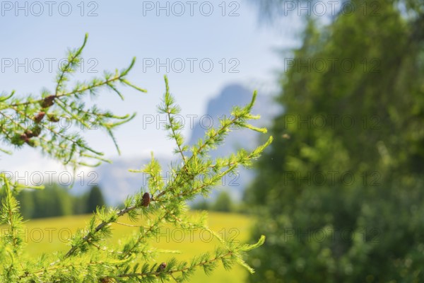 Close-up of green branches in front of a sunny blue background, Alpe di Siusi, Dolomites, South Tyrol, Italy