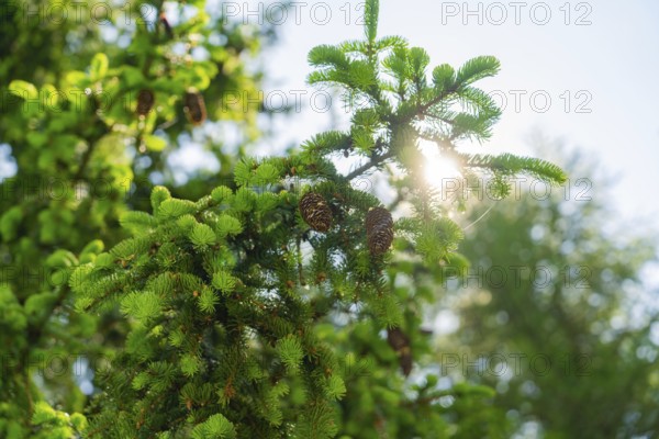 Sunlight shining through green branches with pine cones, Alpe di Siusi, Dolomites, South Tyrol, Italy