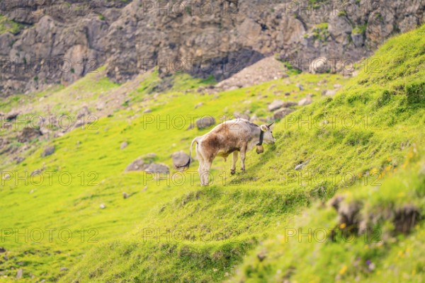 A cow grazing on a green, rocky meadow in the mountains, Alpe di Siusi, Dolomites, South Tyrol, Italy