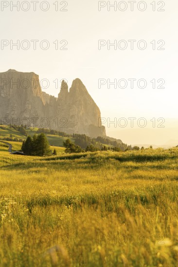 Green meadow with mountains in the background at sunset, warm light mood, Alpe di Siusi, Dolomites, South Tyrol, Italy