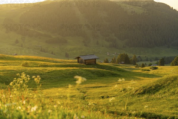 Small hut on a green-golden meadow at sunset, Alpe di Siusi, Dolomites, South Tyrol, Italy