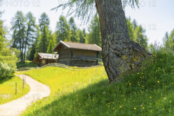 A striking tree in front of a wooden hut on a green meadow, Alpe di Siusi, Dolomites, South Tyrol, Italy