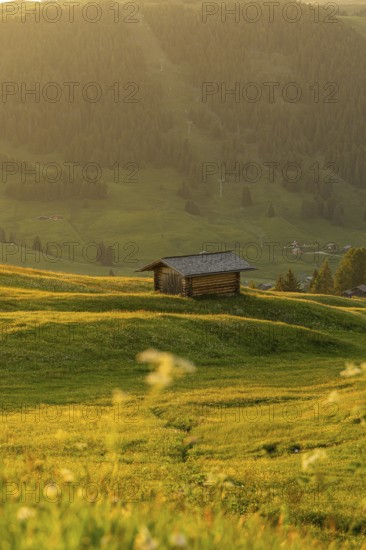 A lonely wooden hut on a green meadow in front of wooded mountains, Alpe di Siusi, Dolomites, South Tyrol, Italy