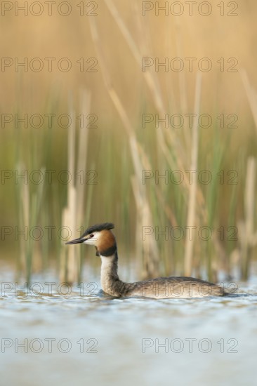 Early May... Great Crested Grebe (Podiceps Scalloped ribbonfish) in splendid plumage swimming in front of a freshly greening reed belt, spring-like picture of one of our most famous water birds, waterfowl, native nature, Lower Rhine, Rhineland, North Rhine-Westphalia, Germany, Western Europe