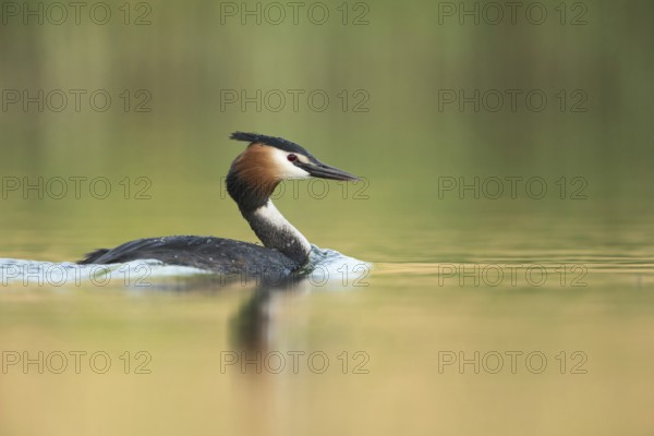 Great Crested Grebe (Podiceps Scalloped ribbonfish), adult, adult bird in spring, in splendid plumage, summer plumage, swims through mirror-smooth water, certainly one of our most beautiful and at the same time most interesting water birds, bright, clear light, friendly colours, water birds, native nature, Lower Rhine, Rhineland, North Rhine-Westphalia, Germany, Western Europe