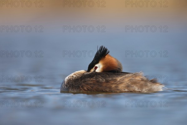 Pause... Great Crested Grebe (Podiceps Scalloped ribbonfish) resting by resting its head on its chest and hiding its beak in its plumage, keeping an eye on its surroundings, relaxed and alert at the same time, resting water bird, waterfowl, native nature, Lower Rhine, Rhineland, North Rhine-Westphalia, Germany, Western Europe