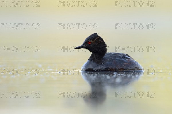 Gentle light... Black-necked Grebe (Podiceps nigricollis) in summer, native, rare water bird, still wet from diving, looking around attentively, water birds, native nature, Lower Rhine, Rhineland, North Rhine-Westphalia, Germany, Western Europe