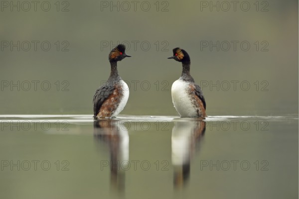 Penguin dance... Black-necked Grebe, pair, couple (Podiceps nigricollis) during courtship at the wedding dance, both birds swimming opposite each other, stretching high out of the water, looking at each other, rarely observed behaviour, especially beautiful also due to the reflection and the calm water, clear light, pleasant colours, water birds, native nature, Lower Rhine, Rhineland, North Rhine-Westphalia, Germany, Western Europe