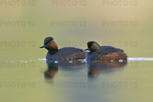 When there is no wind... Black-necked Grebe (Podiceps nigricollis), native, relatively rare water bird, pair, couple swimming early in the morning over a lake, on whose surface the colours of summer are reflected, water birds, native nature, Lower Rhine, Rhineland, North Rhine-Westphalia, Germany, Western Europe