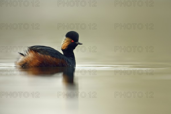 In splendid breeding plumage... Black-necked Grebe (Podiceps nigricollis), small native, rare water bird, striking and typical are the golden ear tufts hanging down in a fan shape, water birds, native nature, Lower Rhine, Rhineland, North Rhine-Westphalia, Germany, Western Europe