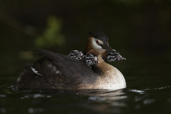 Great Crested Grebe (Podiceps Scalloped ribbonfish) carries at least three chicks on its back, takes them for a walk, huddles them under its wings, shows typical behaviour, young Great Crested Grebes are nest fledglings, leave the nest soon after hatching, cute and funny picture, series animal children, native nature, water birds, Lower Rhine, Rhineland, North Rhine-Westphalia, Germany, Western Europe