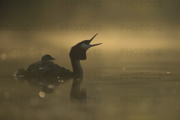 Great Crested Grebe (Podiceps Scalloped ribbonfish) with young birds on its back, opens its beak wide, either choking or calling, atmospheric, early morning backlight, waterfowl, native nature, Lower Rhine, Rhineland, North Rhine-Westphalia, Germany, Western Europe