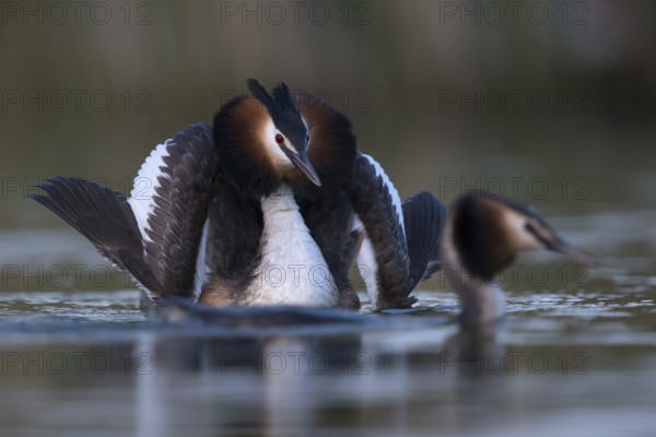 The most beautiful part of the courtship display... Great Crested Grebe (Podiceps Scalloped ribbonfish), male wooing the female with the cat pose, with wings upturned sideways, typical behaviour, waterfowl, native nature, Lower Rhine, Rhineland, North Rhine-Westphalia, Germany, Western Europe