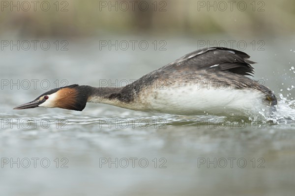 Rocketman... Great Crested Grebe (Podiceps Scalloped ribbonfish) in a hurry, attacking a potential rival, chasing away competitors during courtship, breeding season, lots of action, action shot, waterfowl, native nature, Lower Rhine, Rhineland, North Rhine-Westphalia, Germany, Western Europe