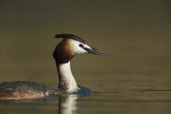 Portrait... Great Crested Grebe (Podiceps Scalloped ribbonfish), detailed close-up, beautiful and interesting, widespread, almost everywhere native water bird with distinctive feather crest and strong, dagger-like beak, waterfowl, native nature, Lower Rhine, Rhineland, North Rhine-Westphalia, Germany, Western Europe