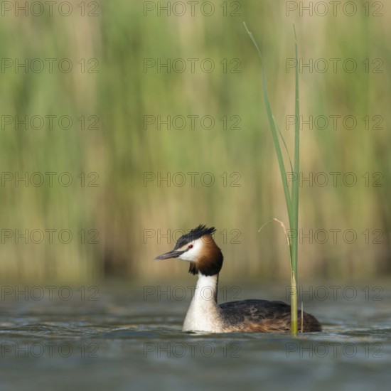 Great Crested Grebe (Podiceps Scalloped ribbonfish) in its magnificent plumage, summer plumage, swimming on a natural body of water surrounded by reeds, fresh green sprouts in spring, bright, clear, colours, waterfowl, native nature, Lower Rhine, Rhineland, North Rhine-Westphalia, Germany, Western Europe