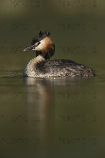 Marvellous light... Great Crested Grebe (Podiceps Scalloped ribbonfish), beautiful, native water bird, regularly observed, dives and hunts for fish, waterfowl, native nature, Lower Rhine, Rhineland, North Rhine-Westphalia, Germany, Western Europe