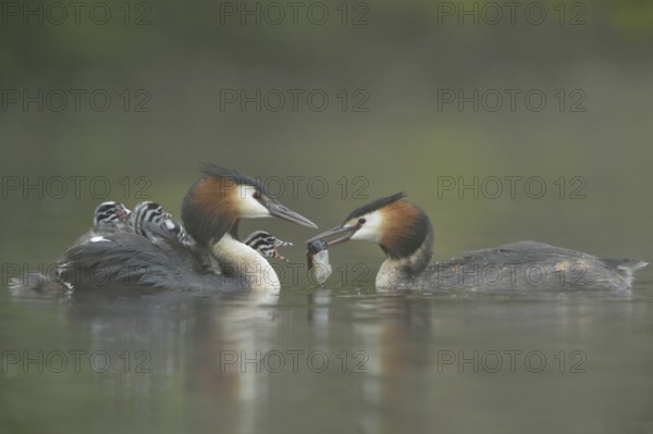Great Crested Grebe (Podiceps Scalloped ribbonfish) carries at least four chicks on its back, which are fed with a crayfish by the second parent, in great crested grebes both parents take care of the rearing of the young birds, cute and funny picture, series animal children, typical behaviour, soft pleasant colours, waterfowl, native nature, Lower Rhine, Rhineland, North Rhine-Westphalia, Germany, Western Europe