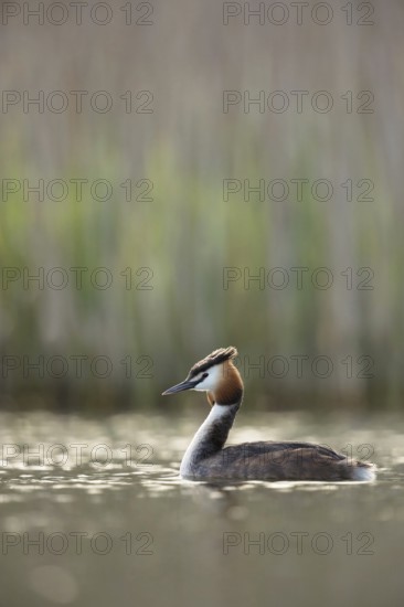 In breeding plumage, summer plumage... Great Crested Grebe (Podiceps Scalloped ribbonfish) in spring on a lake in the most beautiful light, native, widespread, particularly beautiful water bird, breeds on almost all sufficiently natural waters, water birds, native nature, Lower Rhine, Rhineland, North Rhine-Westphalia, Germany, Western Europe