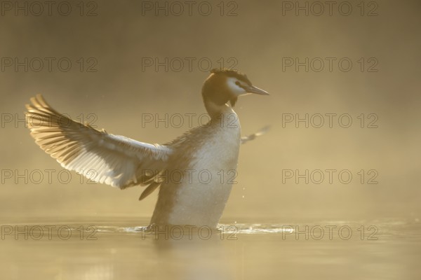 Illuminated... Great Crested Grebe (Podiceps scalloped ribbonfish) straightens up in the water, flaps its wings, waterfowl, native nature, Lower Rhine, Rhineland, North Rhine-Westphalia, Germany, Western Europe