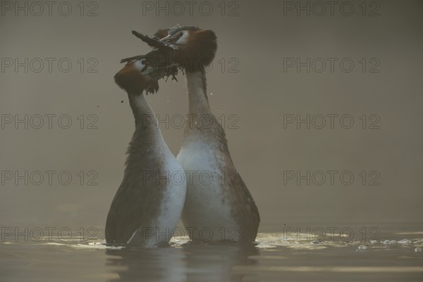 Bridal gifts... Great Crested Grebe (Podiceps Scalloped ribbonfish) in the early morning mist during courtship during the wedding dance, penguin dance, presentation of a bridal gift, typical behaviour, waterfowl, native nature, Lower Rhine, Rhineland, North Rhine-Westphalia, Germany, Western Europe